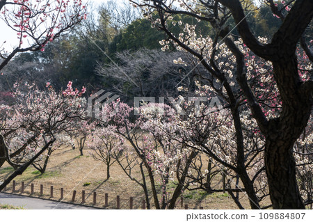 梅花盛開的梅園 梅花盛開的梅園 109884807