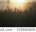 Lupine flowers in summer field at sunset. Purple flowers in summer meadow.  109884808
