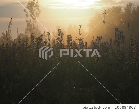 Lupine flowers in summer field at sunset. Purple flowers in summer meadow. Lupine flowers in summer field at sunset. Purple flowers in summer meadow. 109884808