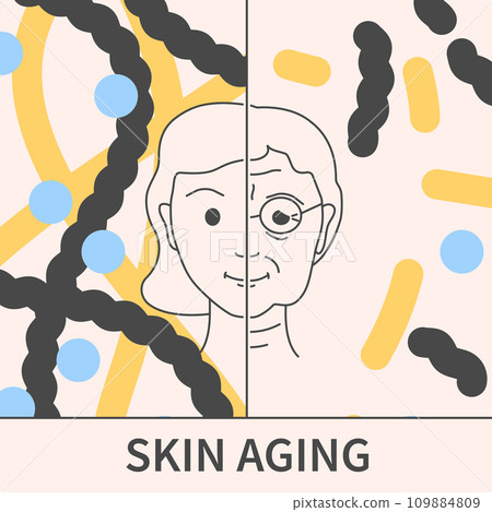 Collagen content in young and old skin illustration 109884809