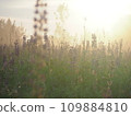 Lupine flowers in summer field at sunset. Purple flowers in summer meadow.  109884810