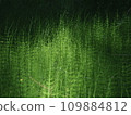 Forest horsetails thickest is the undergrowth  109884812