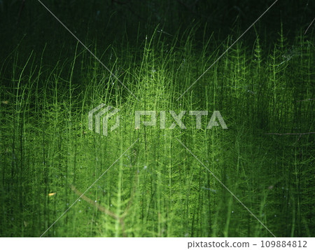 Forest horsetails thickest is the undergrowth Forest horsetails thickest is the undergrowth 109884812