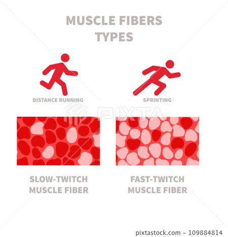 Slow twitch and fast twitch muscle fiber types illustration 109884814
