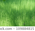 Forest horsetails thickest is the undergrowth  109884815