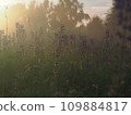 Lupine flowers in summer field at sunset. Purple flowers in summer meadow.  109884817