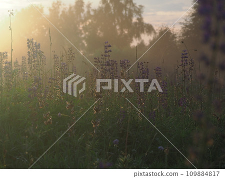 Lupine flowers in summer field at sunset. Purple flowers in summer meadow. Lupine flowers in summer field at sunset. Purple flowers in summer meadow. 109884817