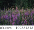 Lupine flowers in summer field at sunset. Purple flowers in summer meadow.  109884818