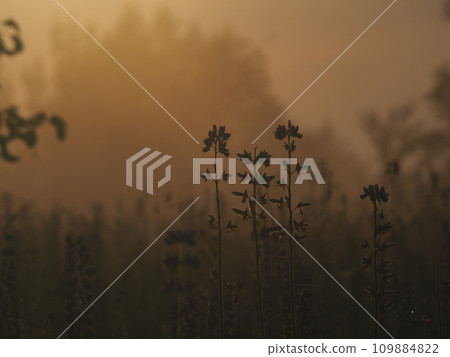 Lupine flowers in summer field at sunset. Purple flowers in summer meadow.  109884822