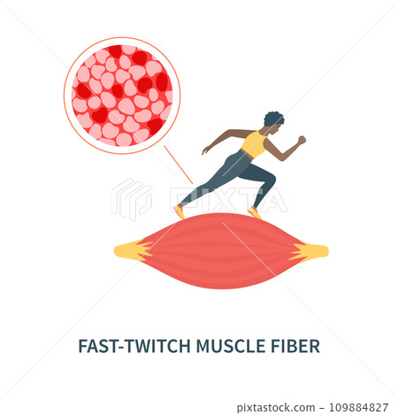 Fast twitch white muscle fiber type illustration Fast twitch white muscle fiber type illustration 109884827
