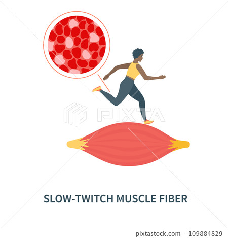 Slow twitch red muscle fiber type illustration Slow twitch red muscle fiber type illustration 109884829