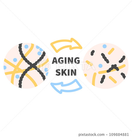 Collagen levels in young and aging skin diagram Collagen levels in young and aging skin diagram 109884881