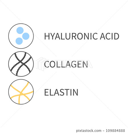 Diagram of collagen, elastin and hyaluronic acid cells Diagram of collagen, elastin and hyaluronic acid cells 109884888