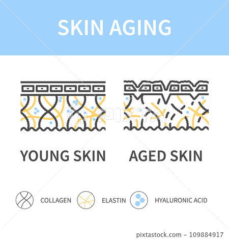 Young and aging skin cross section diagram - Stock Illustration ...