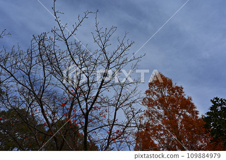 Overcast sky, trees, and red leaves 109884979