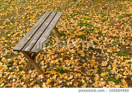 Old wooden bench and ginkgo tree 109884980