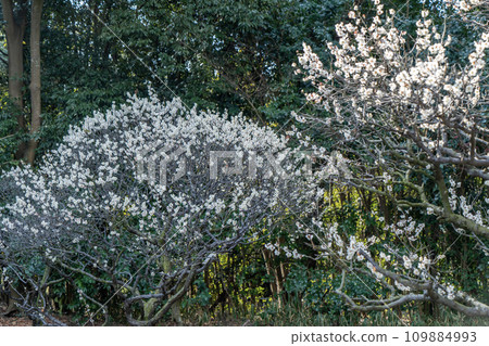 白梅花 白梅花 109884993