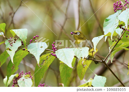 吃小紫果的白眼鳥 109885035