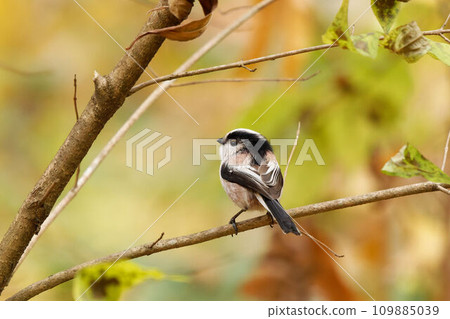 A long-tailed tit perches with yellow leaves in the background 109885039