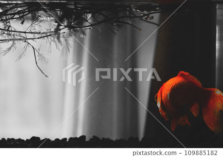 漂浮在單色背景上的金魚 109885182