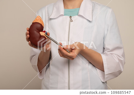 Doctor nephrologist pointing on anatomical kidney model in hand. 109885547