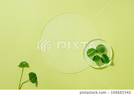 Fresh pennywort leaves and glass podium on pastel background. Centella essence has the effect of fading scars, brightening the skin and soothing the skin. Fresh pennywort leaves and glass podium on pastel background. Centella essence has the effect of fading scars, brightening the skin and soothing the skin. 109885548