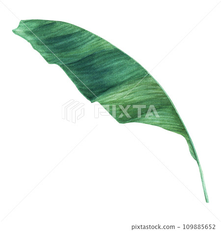 A green leaf of banana tree. Tropical palm leaf. Hand drawn botanical watercolor illustration isolated on white background. For clip art cards invitation label package A green leaf of banana tree. Tropical palm leaf. Hand drawn botanical watercolor illustration isolated on white background. For clip art cards invitation label package 109885652