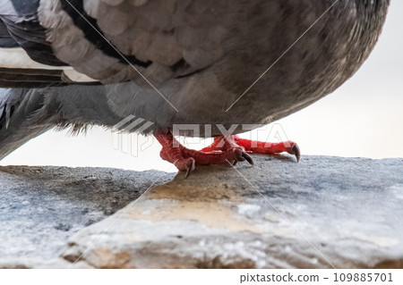 Paws of a gray pigeon on a stone close up Paws of a gray pigeon on a stone close up 109885701