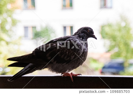 Gray dove sitting on the balcony close up 109885703