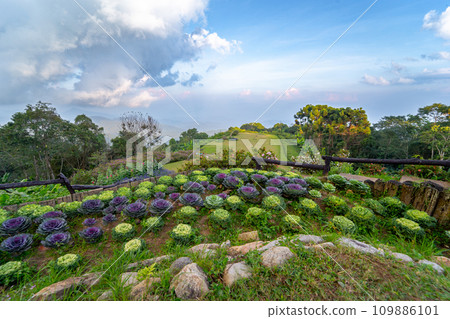 landscape and travel concept with flower and cloudy sky with mountain layer background 109886101