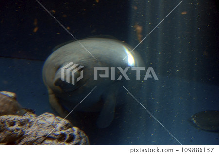 海牛 109886137
