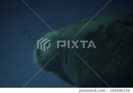 海牛 海牛 109886138