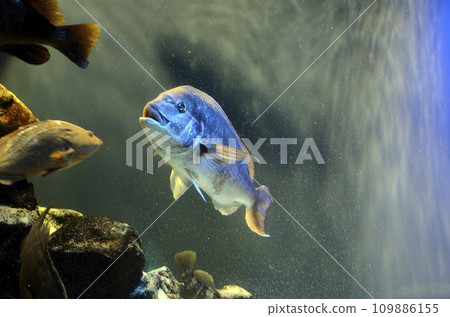 Red sea bream Red sea bream 109886155