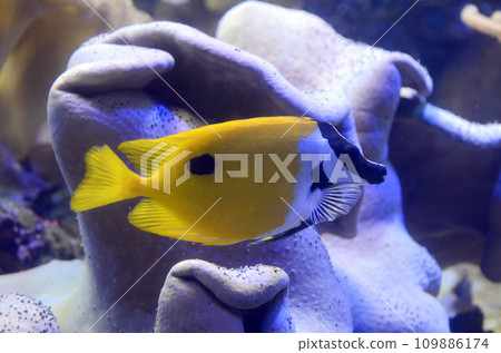 Hifiki Aigo Hifiki Aigo 109886174