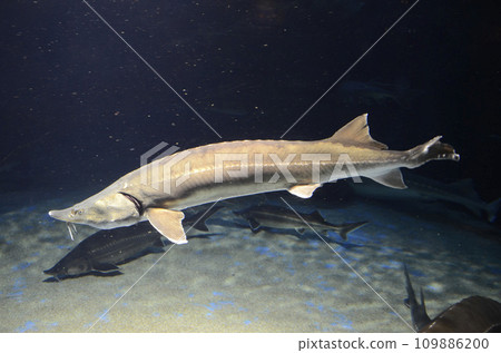 Sturgeon Sturgeon 109886200