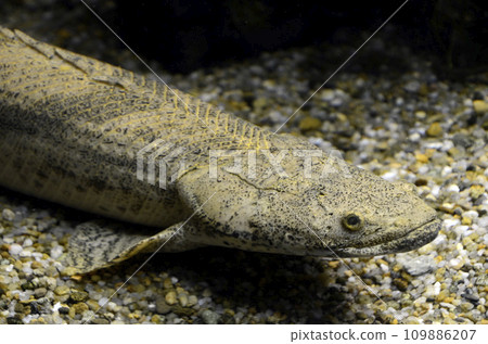 Polypthus · Endricheri Polypthus · Endricheri 109886207
