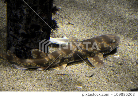 Tiger shark Tiger shark 109886208