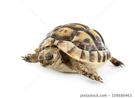 Greek tortoise in studio 109886463
