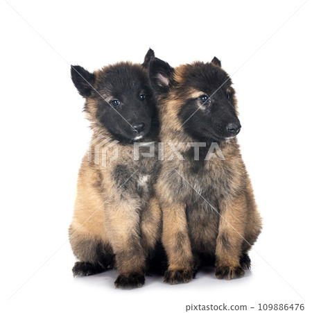 puppies tervueren in studio 109886476