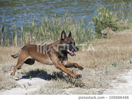 belgian shepherd in nature belgian shepherd in nature 109886486