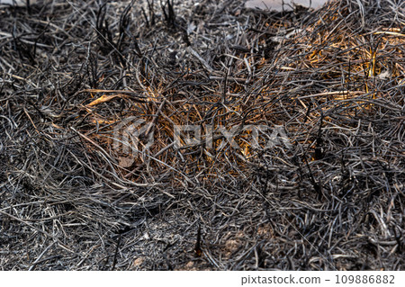 Burnt forest floor undergrowth with grass and ash, forest fire. Burning grass in the spring is a serious environmental problem Burnt forest floor undergrowth with grass and ash, forest fire. Burning grass in the spring is a serious environmental problem 109886882