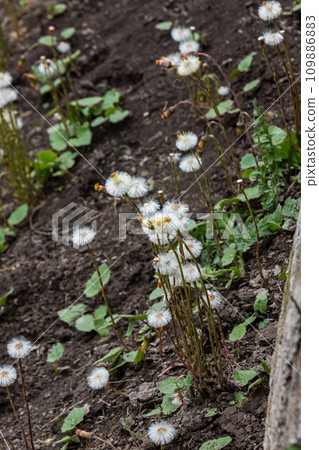 Mid-spring. The Coltsfoot, Tussilago have bloomed and are beginning to bear seeds. Formation of fluffy bats 109886883