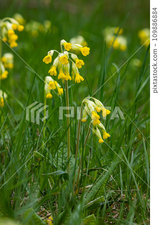 Yellow Primula veris cowslip, common cowslip, cowslip primrose on soft green background.Selective focus Yellow Primula veris cowslip, common cowslip, cowslip primrose on soft green background.Selective focus 109886884
