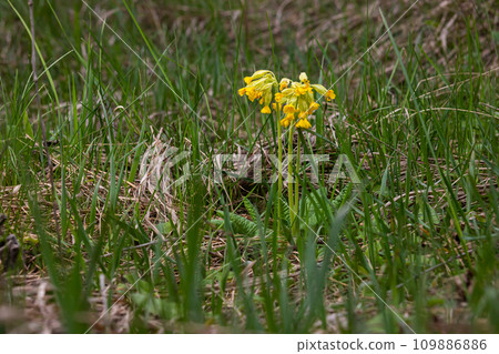 Yellow Primula veris cowslip, common cowslip, cowslip primrose on soft green background.Selective focus Yellow Primula veris cowslip, common cowslip, cowslip primrose on soft green background.Selective focus 109886886