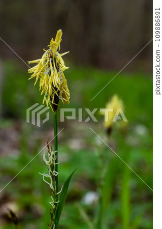 Sedge hairy blossoming in the nature in the spring.Carex pilosa. Cyperaceae Family Sedge hairy blossoming in the nature in the spring.Carex pilosa. Cyperaceae Family 109886891