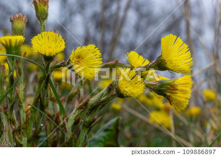 Coltsfoot or foalfoot medicinal wild herb. Farfara Tussilago plant growing in the field. Young flower used as medication ingredients. Meadow spring blooming grass. Group of beautiful yellow flowers Coltsfoot or foalfoot medicinal wild herb. Farfara Tussilago plant growing in the field. Young flower used as medication ingredients. Meadow spring blooming grass. Group of beautiful yellow flowers 109886897