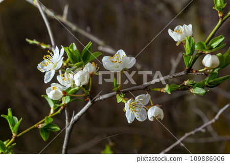 Selective focus of beautiful branches of plum blossoms on the tree under blue sky, Beautiful Sakura flowers during spring season in the park, Floral pattern texture, Nature background Selective focus of beautiful branches of plum blossoms on the tree under blue sky, Beautiful Sakura flowers during spring season in the park, Floral pattern texture, Nature background 109886906