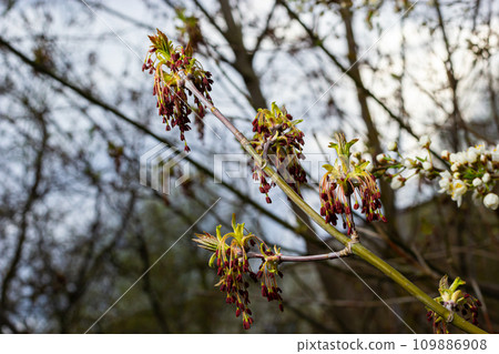 The ash-leaved maple Acer negundo flowers in early spring, sunny day and natural environment, blurred background The ash-leaved maple Acer negundo flowers in early spring, sunny day and natural environment, blurred background 109886908