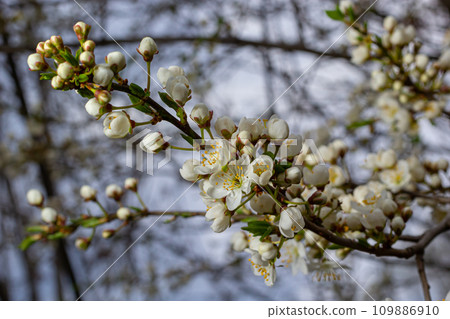 Selective focus of beautiful branches of plum blossoms on the tree under blue sky, Beautiful Sakura flowers during spring season in the park, Floral pattern texture, Nature background Selective focus of beautiful branches of plum blossoms on the tree under blue sky, Beautiful Sakura flowers during spring season in the park, Floral pattern texture, Nature background 109886910