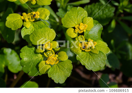 Blooming Golden Saxifrage Chrysosplenium alternifolium with soft edges. Selective focus. Has healing properties. Yellow spring small flowers 109886915